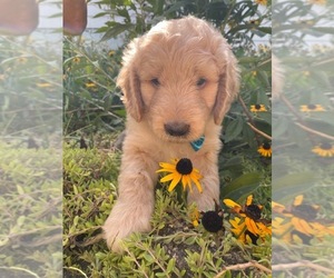 Goldendoodle Puppy for sale in THORNTOWN, IN, USA