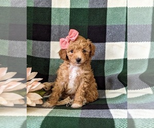 Poodle (Toy) Puppy for sale in OXFORD, PA, USA