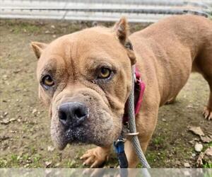 Bulldog-Unknown Mix Dogs for adoption in Martinez, CA, USA