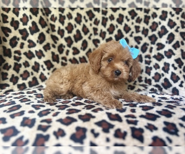 Medium Photo #2 Cock-A-Poo Puppy For Sale in LAKELAND, FL, USA