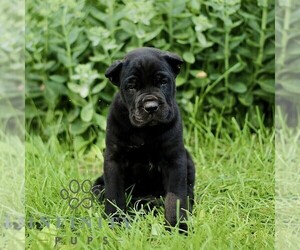 Cane Corso Puppy for sale in QUARRYVILLE, PA, USA