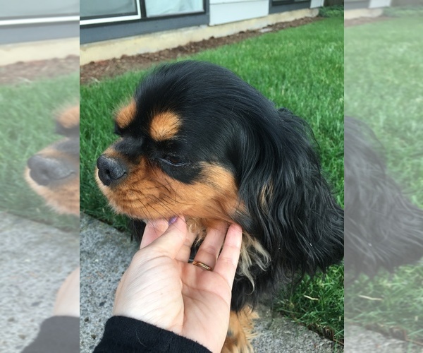 Medium Photo #6 Cavapoo Puppy For Sale in GRESHAM, OR, USA