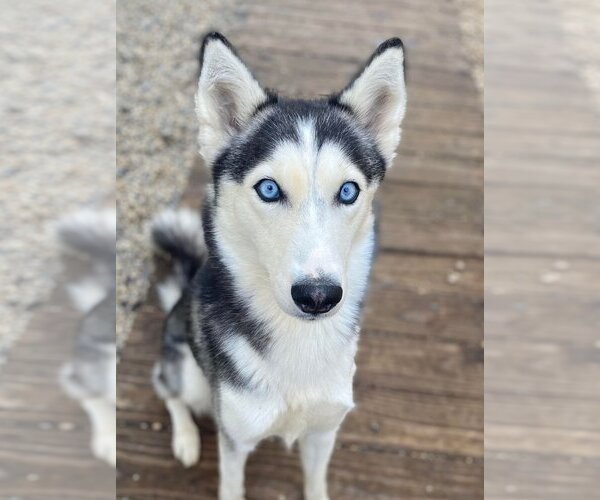 Medium Photo #3 Siberian Husky Puppy For Sale in Matawan, NJ, USA