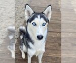 Small #2 Siberian Husky