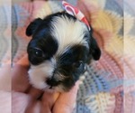 Small #2 Shih-Poo