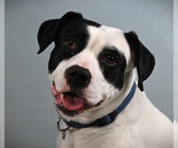 Medium Photo #1 Mutt Puppy For Sale in Fort Collins, CO, USA