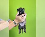 Small Photo #24 Belgian Malinois Puppy For Sale in S CHARLESTON, WV, USA