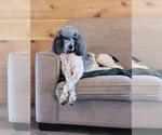 Small Photo #1 Aussiedoodle Puppy For Sale in SPARTANBURG, SC, USA