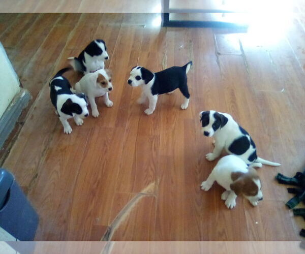 Medium Photo #6 Beagle Puppy For Sale in Apple Valley, CA, USA