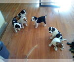 Small #5 Beagle