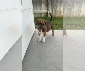 Labrador Retriever-Unknown Mix Dogs for adoption in The Woodlands, TX, USA