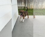 Small Labrador Retriever Mix