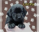 Puppy Lacey Labrador Retriever