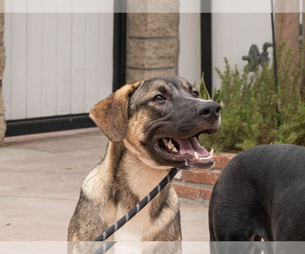Medium Photo #19 Mutt Puppy For Sale in Lake Forest, CA, USA