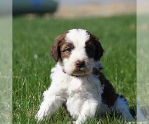 Poodle (Standard)-Springerdoodle Mix Puppy for sale in SAINT IGNATIUS, MT, USA