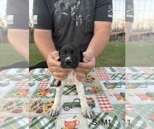 Medium Photo #5 German Shorthaired Pointer Puppy For Sale in ARGONNE, WI, USA