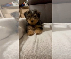 Yorkshire Terrier Puppy for sale in OWASSO, OK, USA