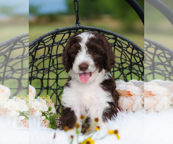 Medium Photo #5 Bordoodle Puppy For Sale in STRAFFORD, MO, USA