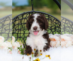 Small Photo #5 Bordoodle Puppy For Sale in STRAFFORD, MO, USA