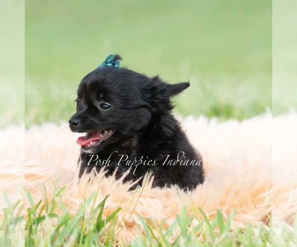 Medium Photo #5 Chihuahua Puppy For Sale in WARSAW, IN, USA
