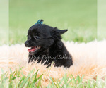 Small Photo #5 Chihuahua Puppy For Sale in WARSAW, IN, USA