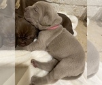 Small Photo #7 Neapolitan Mastiff Puppy For Sale in FARMINGTN HLS, MI, USA
