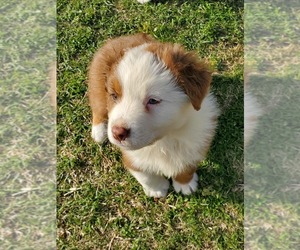 Australian Shepherd Puppy for Sale in CASVILLE, North Carolina USA