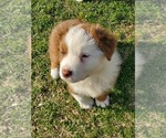 Small Photo #1 Australian Shepherd Puppy For Sale in CASVILLE, NC, USA