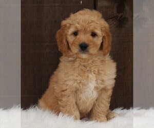 Goldendoodle (Miniature) Puppy for sale in FREDERICKSBURG, OH, USA