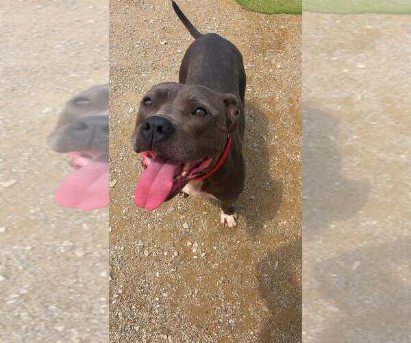 Medium Photo #7 Mutt Puppy For Sale in Evansville, IN, USA