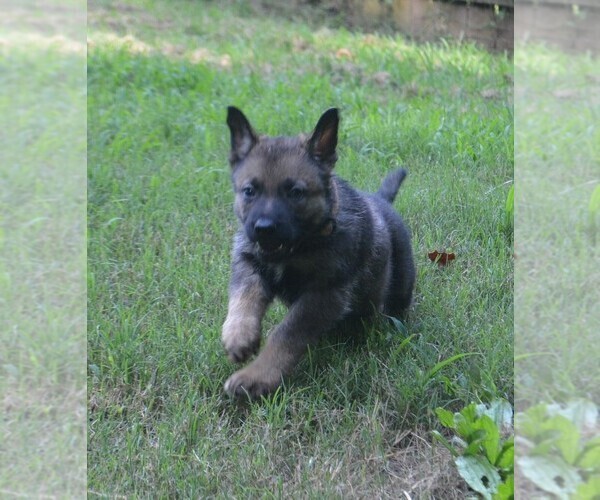 Medium Photo #5 German Shepherd Dog Puppy For Sale in POWDER SPRINGS, GA, USA