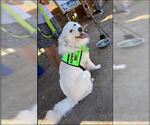 Small #26 Chow Chow-Great Pyrenees Mix