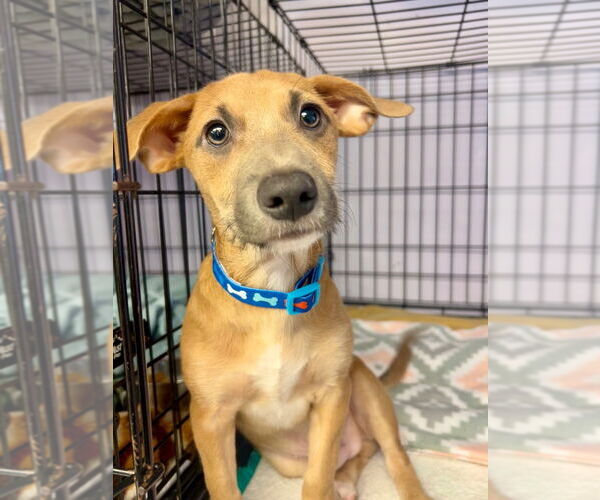 Medium Photo #4 Mutt Puppy For Sale in Gloversville, NY, USA