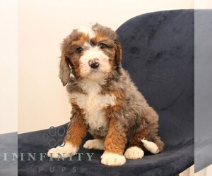 Bernedoodle (Miniature) Puppy for sale in NARVON, PA, USA