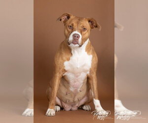 Charley - Female Mutt Dog for Adoption - Photo #2