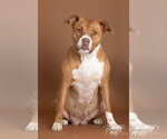 Small Photo #2 Mutt Puppy For Sale in Claremore, OK, USA