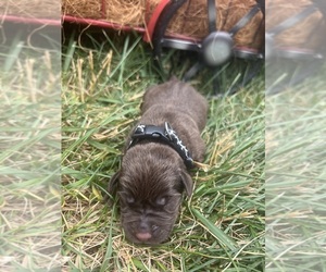 Labrador Retriever Puppy for sale in NEOLA, WV, USA