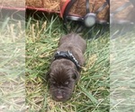 Image preview for Ad Listing. Nickname: AKC LABS