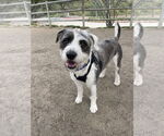 Small #7 Mutt