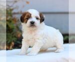Small ShihPoo