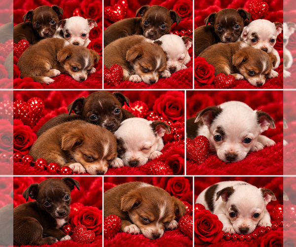 Medium Photo #5 Chihuahua Puppy For Sale in ANDALUSIA, AL, USA