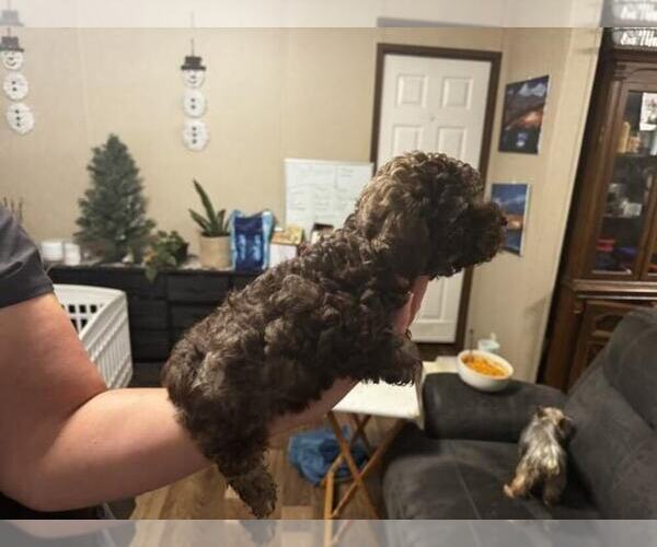 Medium Photo #2 Poodle (Toy) Puppy For Sale in MARTIN, GA, USA