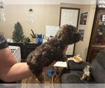 Small #1 Poodle (Toy)