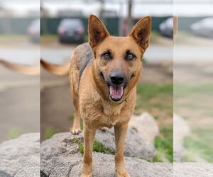 Sassy Pants - Female Mutt Dog for Adoption - Photo #7
