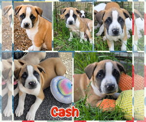 American Staffordshire Terrier-Boxer Mix Dogs for adoption in Blacksburg, SC, USA