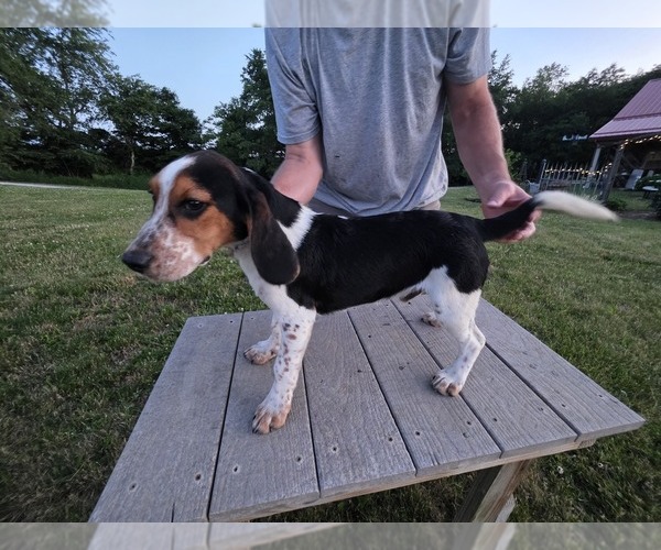 Medium Photo #1 Beagle Puppy For Sale in FREEPORT, OH, USA