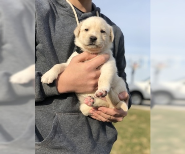 Medium Photo #2 Goberian-Golden Labrador Mix Puppy For Sale in ROSSVILLE, IN, USA