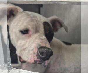American Staffordshire Terrier-Unknown Mix Dogs for adoption in San Antonio, TX, USA
