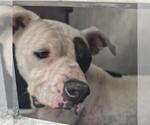 Small American Staffordshire Terrier Mix