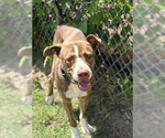 Small Photo #2 Labrador Retriever-Unknown Mix Puppy For Sale in Tulsa, OK, USA